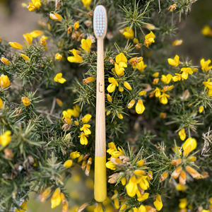 Truthbrush - the beautiful bamboo toothbrush. B-Corp certified. – The ...